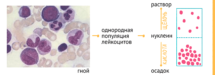 Микропрепарат гноя человека