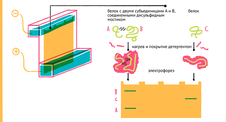 Белковый гель-электрофорез