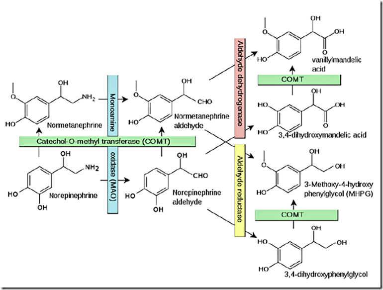 Схема метаболизма норадреналина