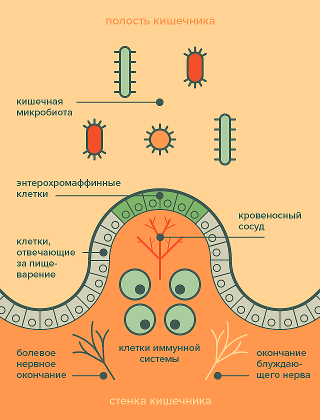 Стенка кишечника как посредник