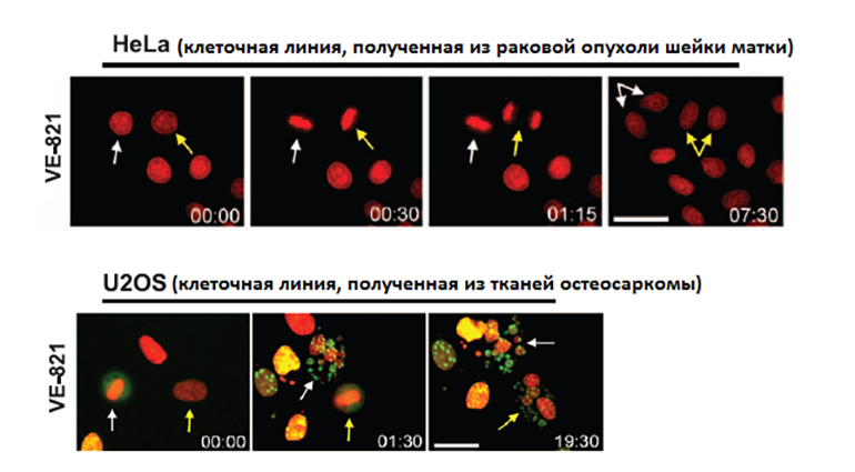 Действие ингибитора на HeLa