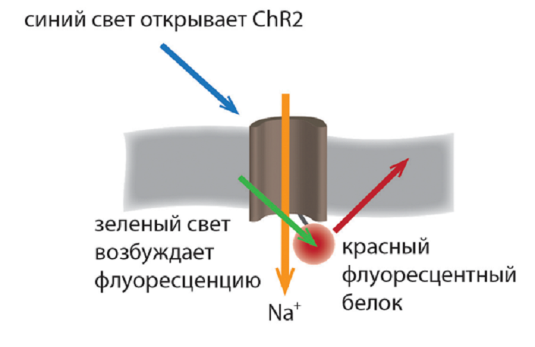 Оптогенетический метод