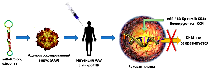 Схема генной терапии с участием AAV