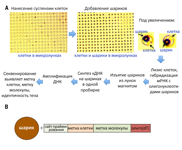 Метод CytoSeq