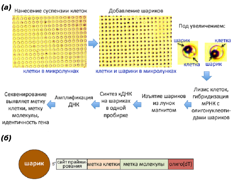 Метод CytoSeq