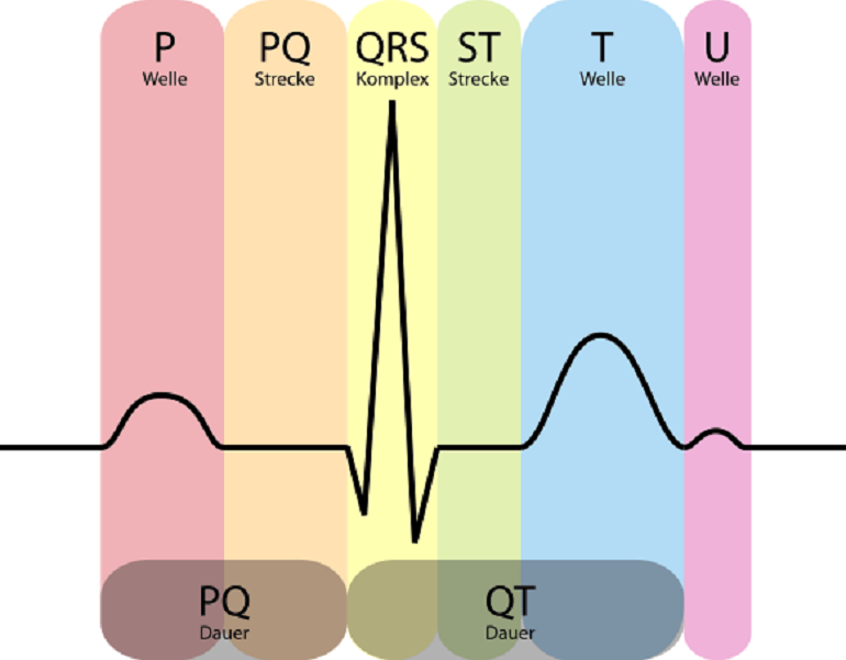 Зубцы и интервалы кардиограммы