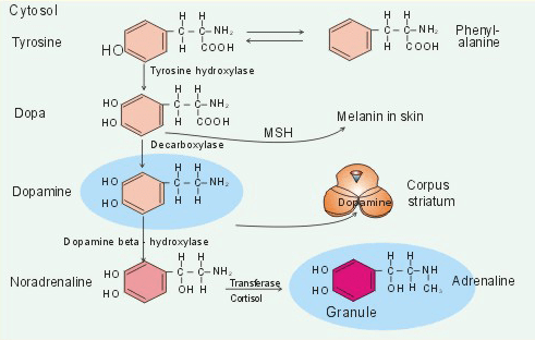 Синтез дофамина