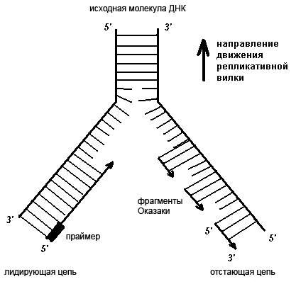 Схема репликативной вилки