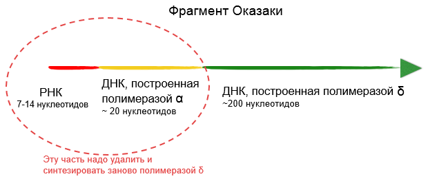 Структура фрагмента Оказаки