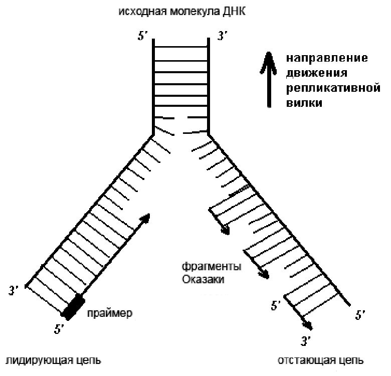 Схема репликативной вилки