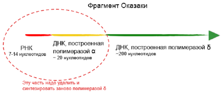 Структура фрагмента Оказаки