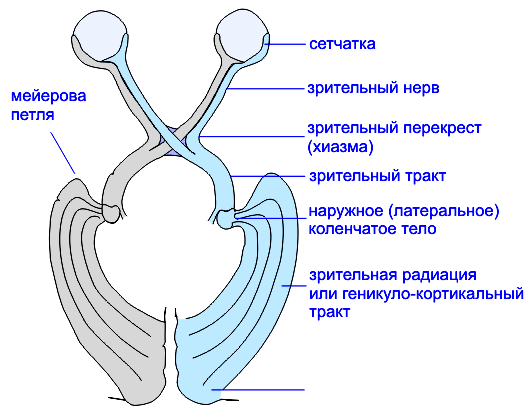 Схема зрительных путей