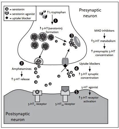 Механизм развития серотонинового синдрома