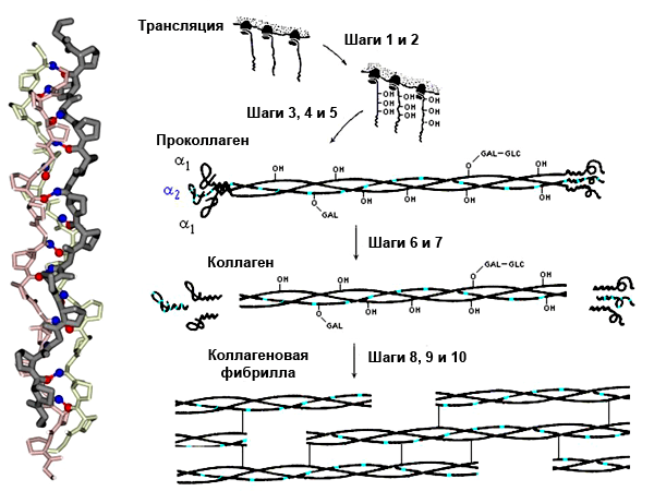Модель суперспирали коллагена