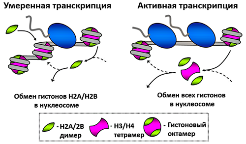Гистоны могут уходить из состава нуклеосомы