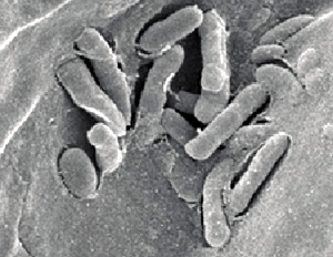 Pseudomonas syringae