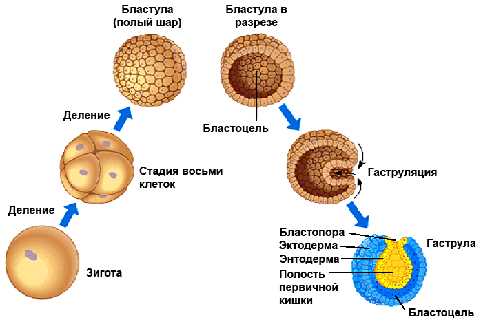 Стадии развития зародыша