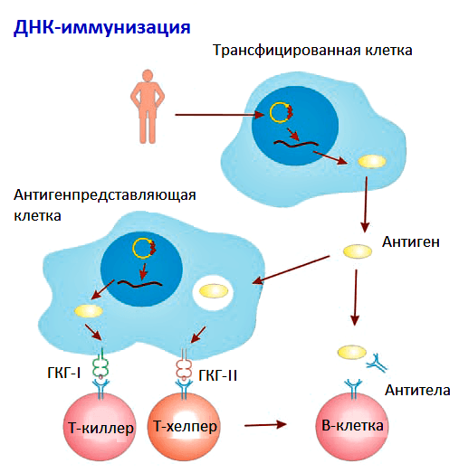 Иммунный ответ на ДНК-вакцину