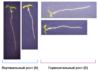 Arabidopsis thaliana