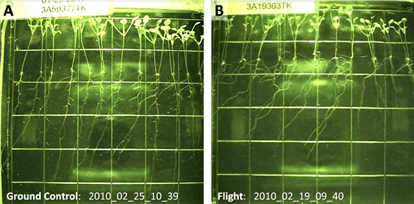 Арабидопсис на Земле и в космосе