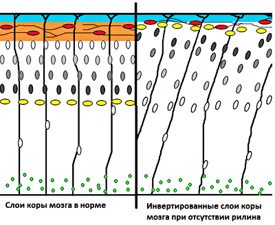 Организация слоев коры головного мозга