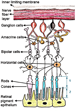 Строение сетчатки глаза млекопитающих