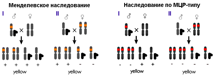 Схема распределения аллелей