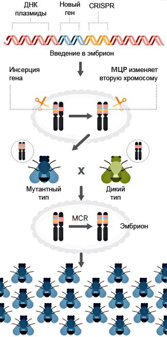 Принципиальная схема метода мутагенной цепной реакции