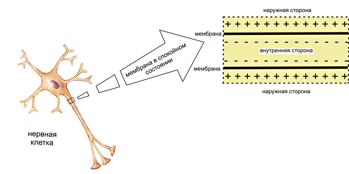 Поляризация мембраны