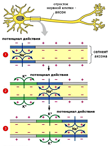 Распространение потенциала действия