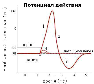 Изменения мембранного потенциала