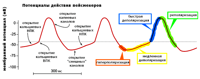 Пейсмейкерный потенциал действия