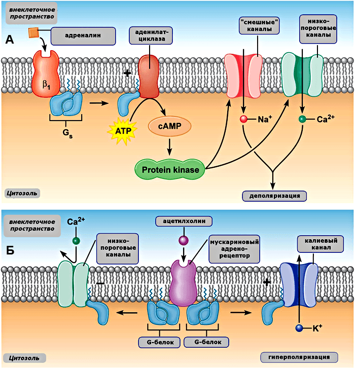 Механизм симпатической и парасимпатической регуляции ионных каналов