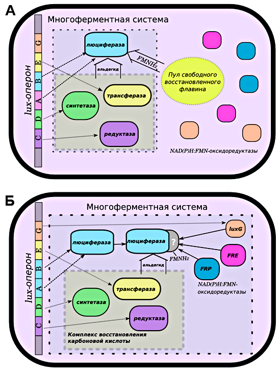 Биолюминесцентная система бактерий