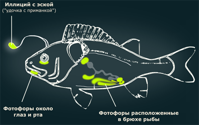 Органы для «заселения» бактериями