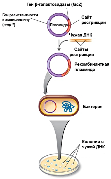 Трансформация бактерий