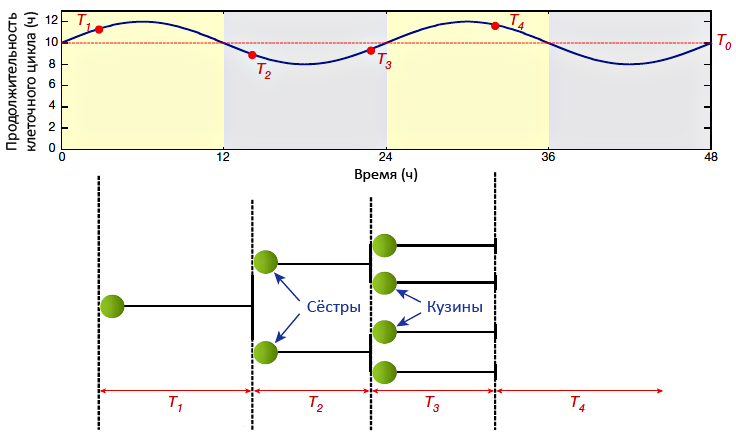 Влияние циркадного ритма на время удвоения клеток