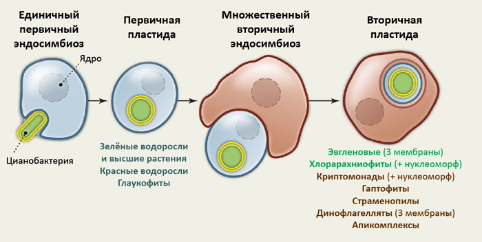 Эндосимбиоз в эволюции водорослей