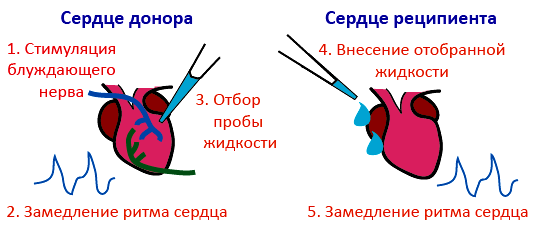 Классический опыт Отто Лёви