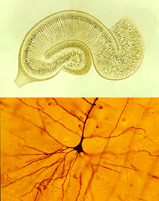 Гиппокамп и пирамидные нейроны