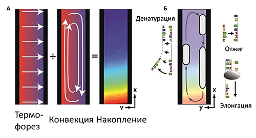 Репликация и накопление ДНК