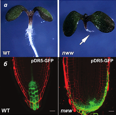 Arabidopsis thaliana