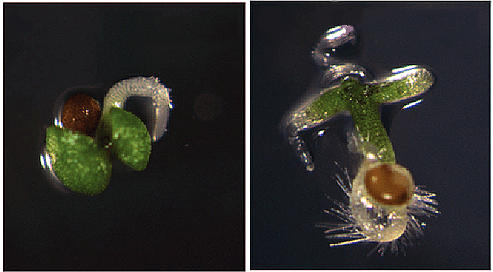 Проростки Arabidopsis thaliana