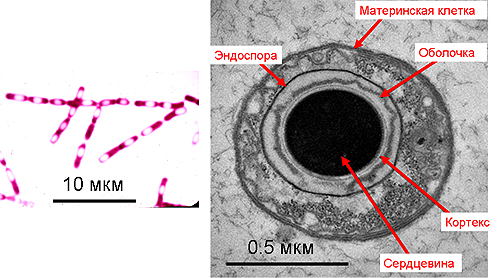 Эндоспоры сенной палочки