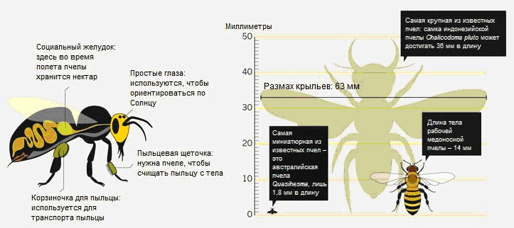 Пчела Apis mellifera в разрезе