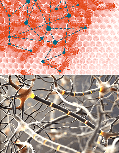 Пчелиное сообщество подобно единой нейросети
