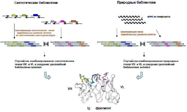 Создание библиотек антител