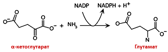 Синтез глутамата