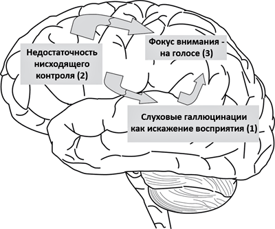 Возникновение слуховых галлюцинаций