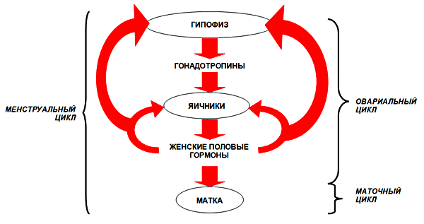 Регуляция функций женских половых органов